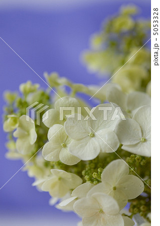 あじさい 5053328