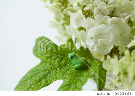 カシワバアジサイ カシワバアジサイ 5053333