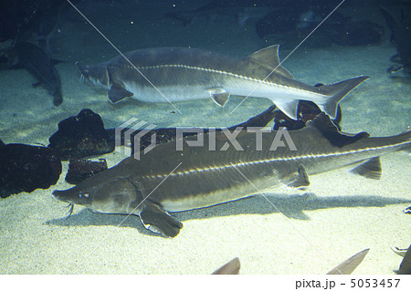 チョウザメ 5053457