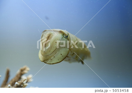 コブシメ 5053458