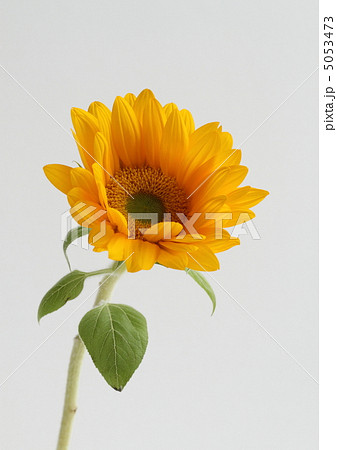 太陽の花向日葵 太陽の花向日葵 5053473