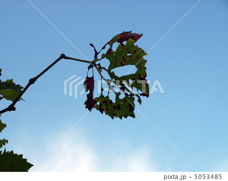 枯葉の空 5053485