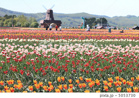 かみゆうべつチューリップ公園 5053730