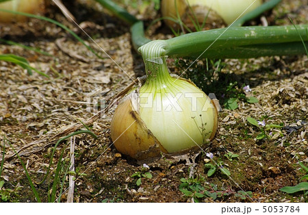 新タマネギ　畑のタマネギ 5053784