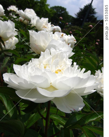 芍薬 芍薬 5053865