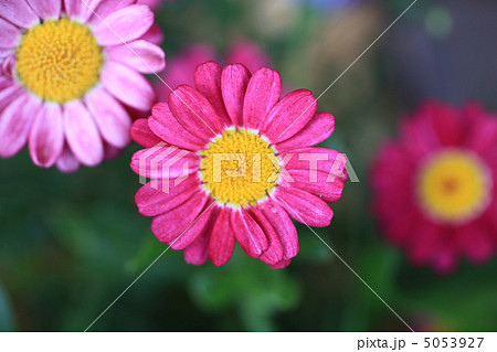 マーガレット マーガレット 5053927