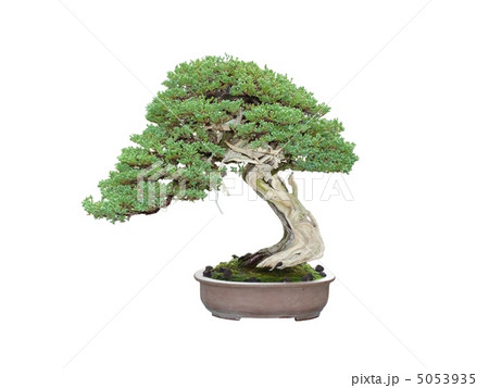 昭和記念公園盆栽苑のそなれ 5053935