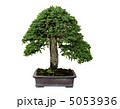 昭和記念公園盆栽苑の蝦夷松 5053936