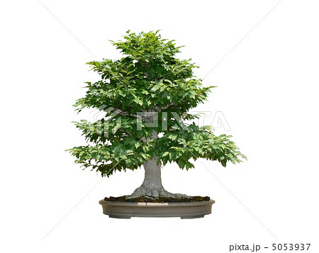 昭和記念公園盆栽苑のぶな 5053937