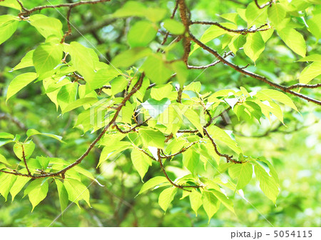 初夏の新緑 5054115