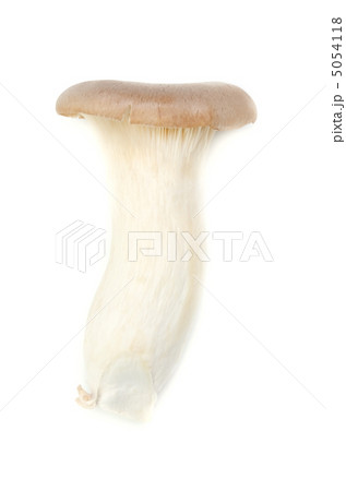 エリンギ 5054118