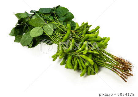 えだまめ 5054178