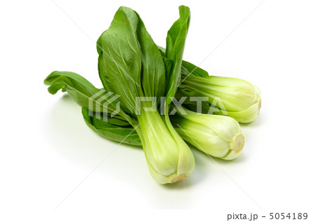 チンゲンサイ 5054189