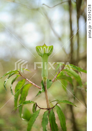 マムシグサ 5054258