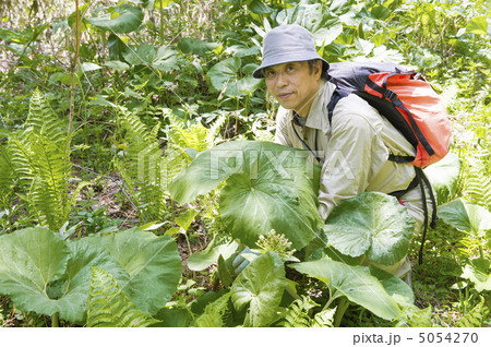 山菜採り 5054270