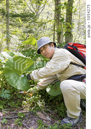 山菜採り 5054275