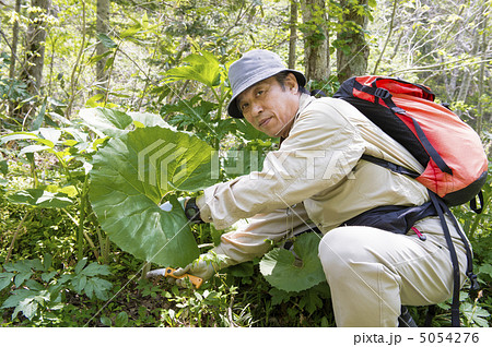 山菜採り 山菜採り 5054276