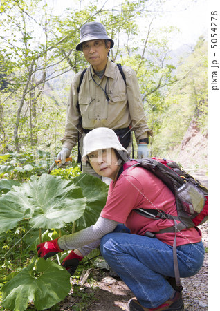 山菜採り 山菜採り 5054278