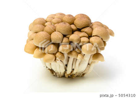 ブナシメジ 5054310