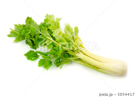 セロリ 5054417