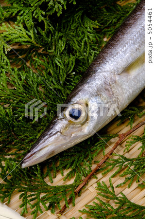 Red barracuda, アカカマス Red barracuda, アカカマス 5054461