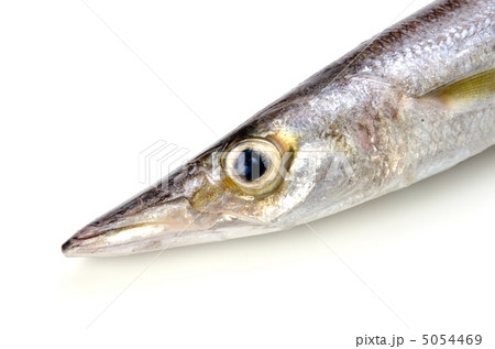 Red barracuda, アカカマス Red barracuda, アカカマス 5054469