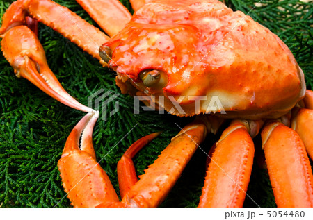 ベニズワイガニ 5054480
