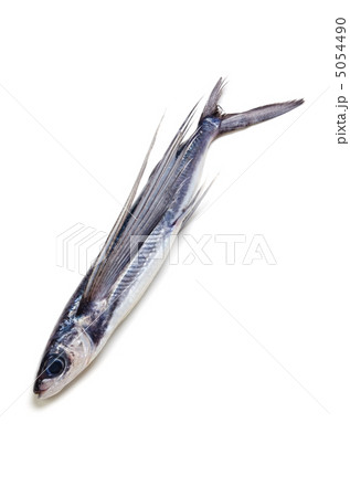 ハマトビウオ 5054490