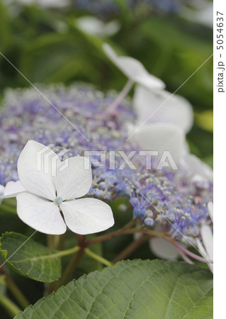 額紫陽花　ガクアジサイ 5054637