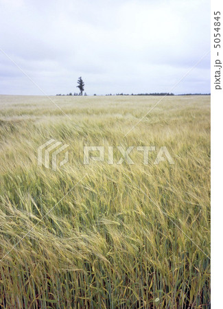風と雲と麦畑 5054845