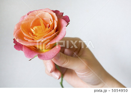 バラを持つ手の写真素材