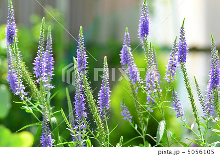 トラノオ 5056105