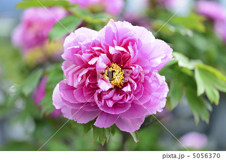 牡丹（京美人） 5056370