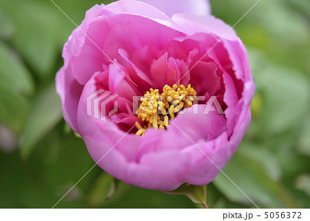 牡丹（京美人） 5056372