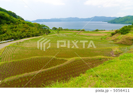 鹿児島　指宿　新永吉の棚田　池田湖 5056411