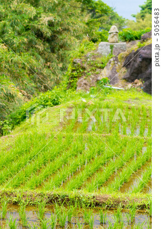鹿児島 指宿 新永吉の棚田 鹿児島 指宿 新永吉の棚田 5056483