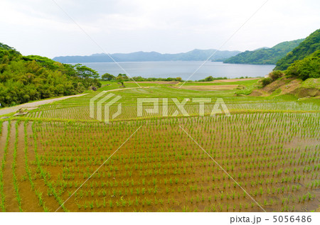 鹿児島　指宿　新永吉の棚田　池田湖 5056486