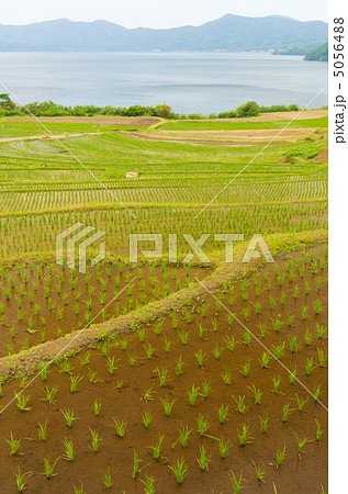 鹿児島 指宿 新永吉の棚田 鹿児島 指宿 新永吉の棚田 5056488