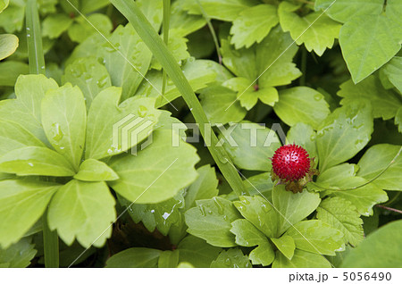 へびいちご 5056490