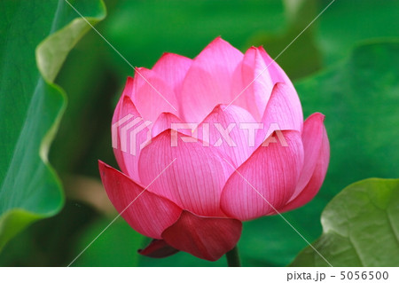 蓮の花 5056500