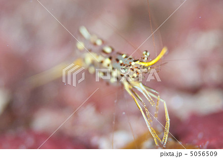 ミカヅキコモンエビ 5056509