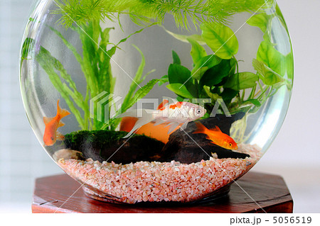 金魚 5056519