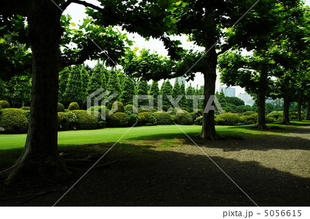 6月　プラタナス・スズカケノキ科77納涼日陰 5056615