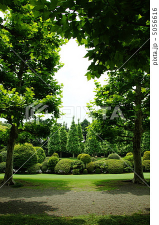 6月 プラタナス・スズカケノキ科76納涼日陰 6月 プラタナス・スズカケノキ科76納涼日陰 5056616