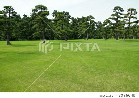 6月 クロマツ・マツ科37 6月 クロマツ・マツ科37 5056649