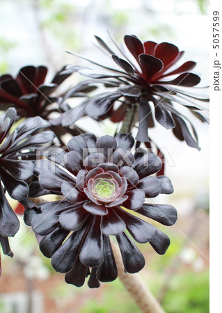 温室の中で咲いている黒法師　多肉植物 5057599