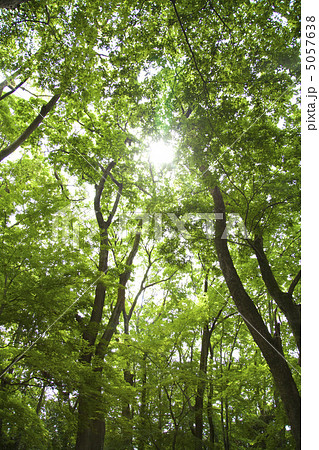 新緑の靭公園 5057638