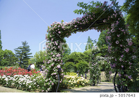 靭公園のバラ園 5057643