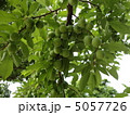 梅/青梅 5057726