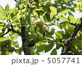 梅/熟した梅 5057741